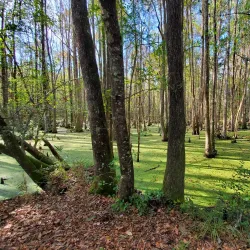 Surrounding Savannah and Nature Walks - Baïbokoum