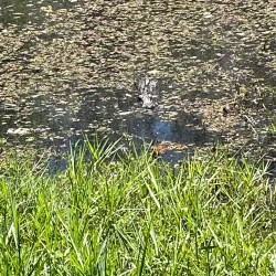 Surrounding Savannah and Nature Walks - Baïbokoum