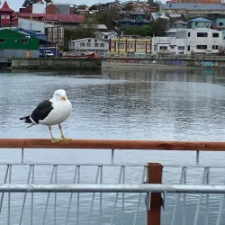 Costanera de Ancud - Ancud