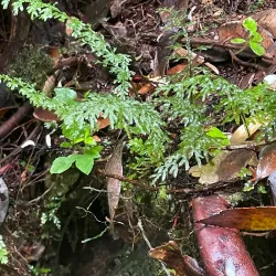 Parque Tantauco - Ancud