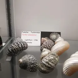 Mercado Central de Arica - Arica