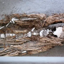 Museo de Sitio Colón 10 - Arica