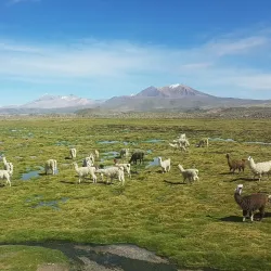 Parque Nacional Lauca - Arica
