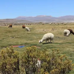 Parque Nacional Lauca - Arica