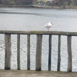 Palafitos de Castro - Castro