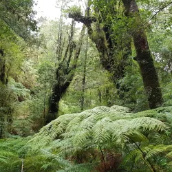 Parque Oncol - Castro