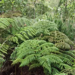 Parque Oncol - Castro