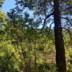 Parque Natural El Encinar - Cauquenes