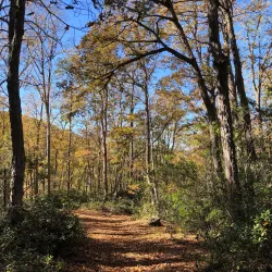 Reserva Nacional Los Ruiles - Cauquenes