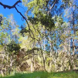 Reserva Nacional Los Ruiles - Cauquenes