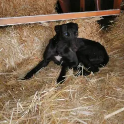 Río Cauquenes - Cauquenes