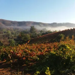 Viñedos de Cauquenes - Cauquenes