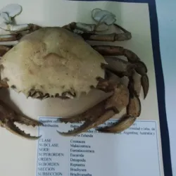 Chañaral Mining Museum - Chañaral