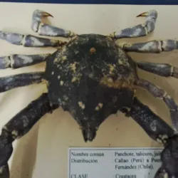 Chañaral Mining Museum - Chañaral