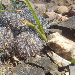 Reserva Nacional Llanos de Challe - Chañaral