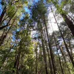 Parque Natural Nonguén - Chillan