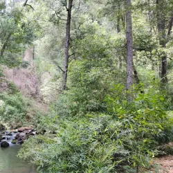 Parque Natural Nonguén - Chillan