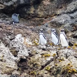 Boat Tours to Nearby Islands - Chonchi