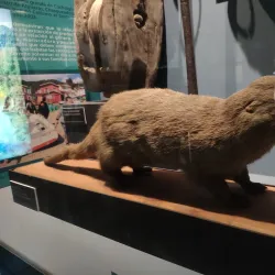 Museo de Historia Natural de Concepcion - Concepcion