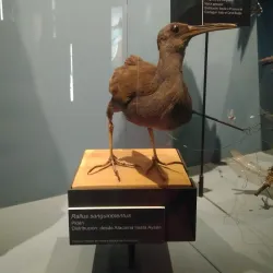 Museo de Historia Natural de Concepcion - Concepcion