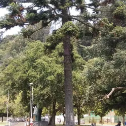 Parque Ecuador - Concepcion