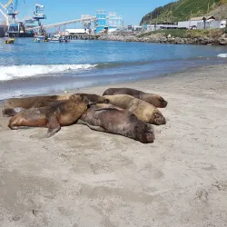 Paseo Bellamar - Concon