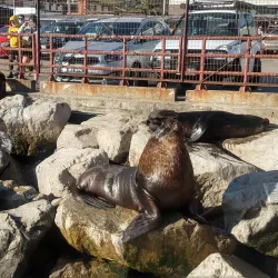 Paseo Bellamar - Concon