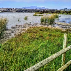 Reserva Natural Humedal de Concón - Concon