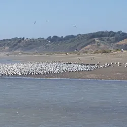 Reserva Natural Humedal de Concón - Concon