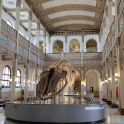 Museo de Historia Natural de Constitución - Constitución