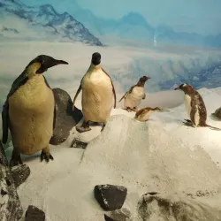 Museo de Historia Natural de Constitución - Constitución