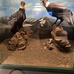 Museo de Historia Natural de Constitución - Constitución