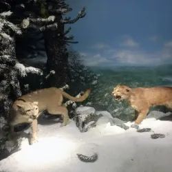 Museo de Historia Natural de Constitución - Constitución