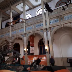 Museo de Historia Natural de Constitución - Constitución