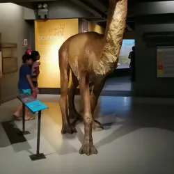 Museo de Historia Natural de Constitución - Constitución