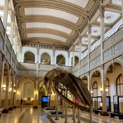 Museo de Historia Natural de Constitución - Constitución