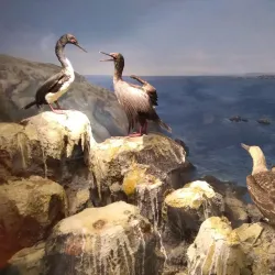 Museo de Historia Natural de Constitución - Constitución