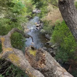 Reserva Nacional Los Ruiles - Constitución