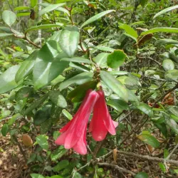 Reserva Nacional Los Ruiles - Constitución