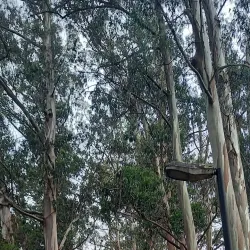 Parque Laguna Grande - Coronel