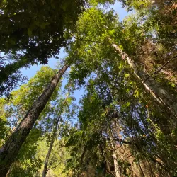 Reserva Nacional Nonguén - Coronel