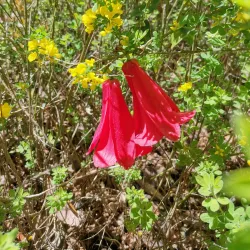 Reserva Nacional Nonguén - Coronel