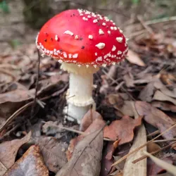 Reserva Nacional Nonguén - Coronel