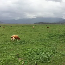 Laguna de Aculeo - Curico