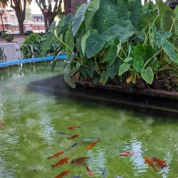 Plaza de Armas de Curicó - Curico