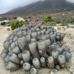 Llanos de Challe National Park - Huasco