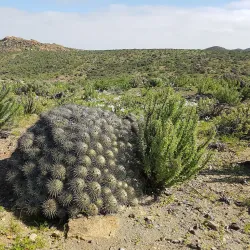 Llanos de Challe National Park - Huasco