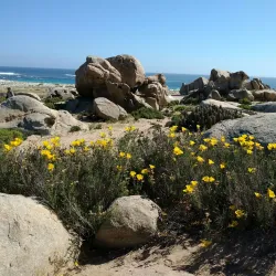 Llanos de Challe National Park - Huasco