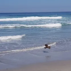 Playa Chorrillos - Huasco