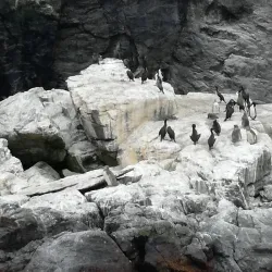 Reserva Nacional Pingüino de Humboldt - Huasco